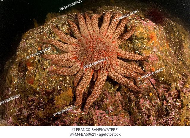 sunflower star, Pycnopodia helianthoides, British Columbia, Pacific Ocean, Canada