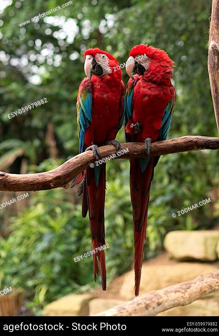 couple of red parrots in love on tree