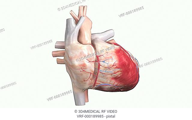 An animation depicting the surface anatomy of the heart. The camera rotates about the heart