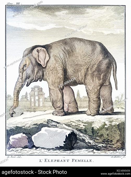 Female elephant. After a late 18th century print from Barent de Bakker from a drawing by De Seve. Later colorization