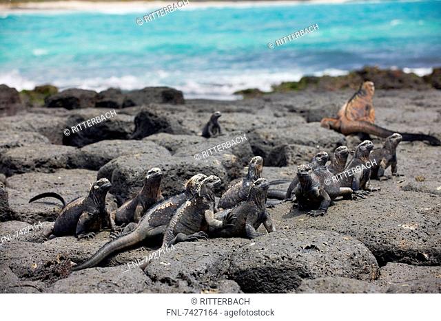 Marine Iguana, Amblyrhynchus cristatus, Santa Cruz Island, Galapagos Islands, South America, America