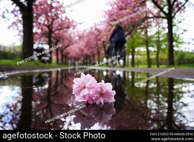 03 May 2021, Berlin: On the former Wall strip, the blossom of a Japanese ornamental cherry tree lies in a puddle of rain