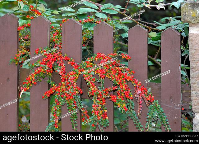 Fächerzergmispel am Gartenzaun mit roten Beeren, Cotoneaster horizontalis