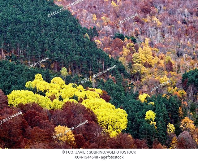 Laderas de bosque mixto en otoño, en el valle del Monasterio de Valvanera - Anguiano - Sierra de la Demanda - Sistema Ibérico - La Rioja - España