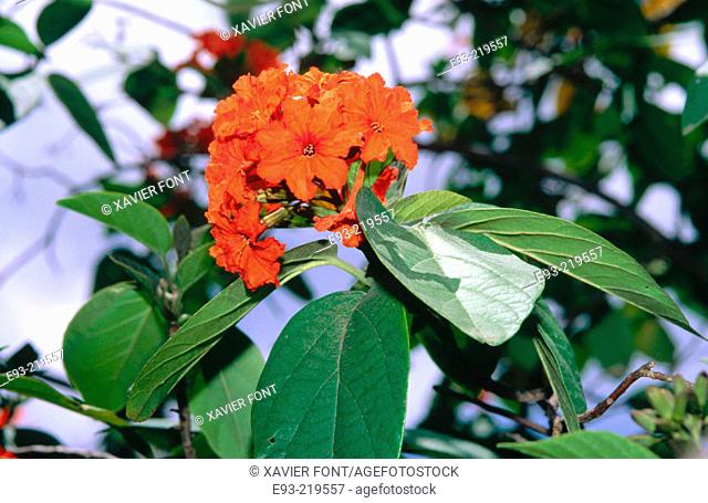 Geiger tree (Cordia sebestena) flowers