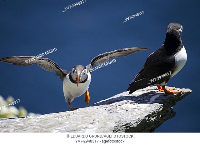 Puffins in Great Skellig or also called Skellig Michael. Skellig Islands, County Kerry, Ireland, Europe