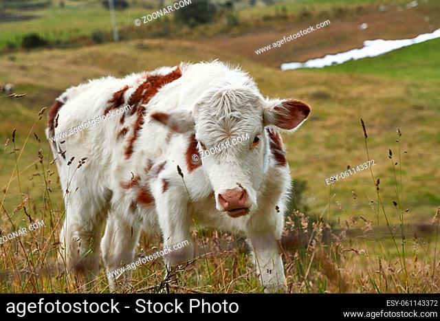 Cow on a mountain pasture taking steps