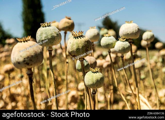 Opium poppies, They are watching you