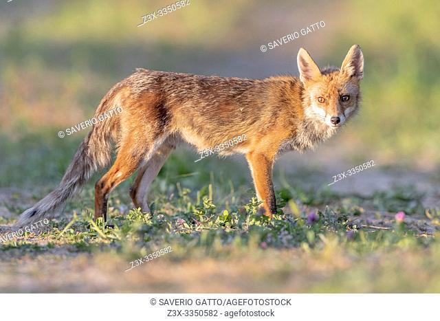 Red Fox (Vulpes vulpes), side view of an adult male standing on the ground