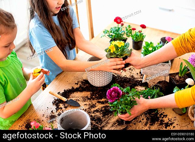 Top view ceramic pots with blooming spring flowers during the process of planting into new pots. Children helping to plant flowers at the kitchen