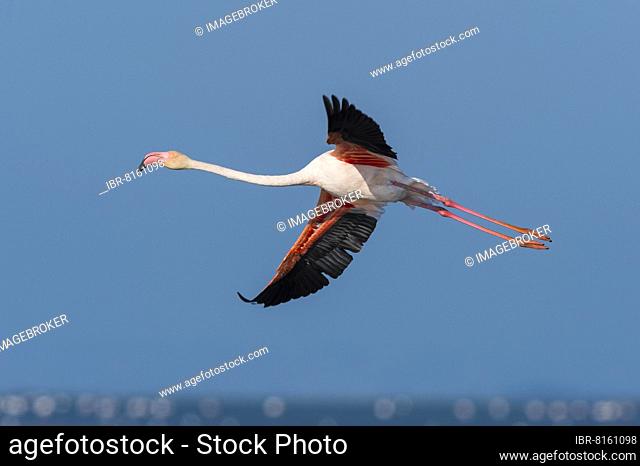 European Flamingo (Phoenicopterus roseus), Great Flamingo, in Flight, Saintes-Maries-de-la-Mer, Parc naturel régional de Camargue, Languedoc Roussillon, France