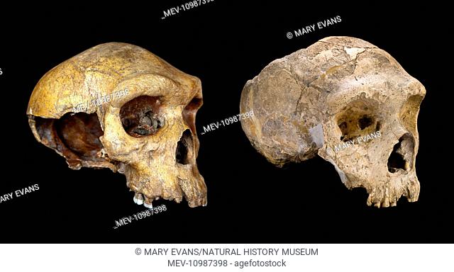 Left: Cranium of Neanderthal man discovered at Forbes quarry Gibraltar in 1848. Right: Cranium of Broken Hill, or Rhodesian man (H