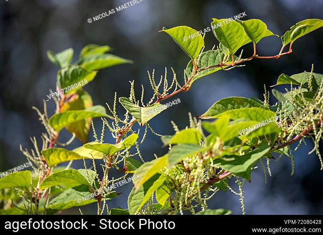 Illustration picture shows Japanese knotweed, in Lierde, Tuesday 15 August 2023. Japanese knotweed grows fast and pushes other species away