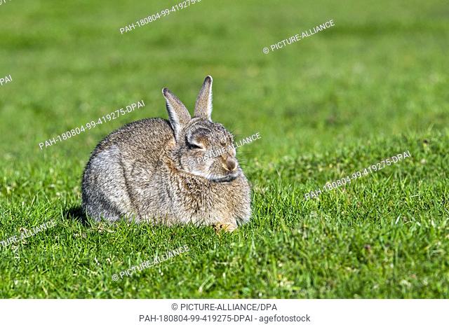 12 July 2018, Scotland: A European rabbit (Oryctolagus cuniculus) rests on a meadow.- NO WIRE SERVICE - Photo: Philippe Clément/dpa