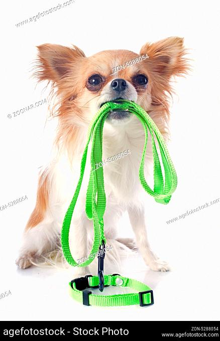 portrait of a cute purebred chihuahua who holding a leash in front of white background