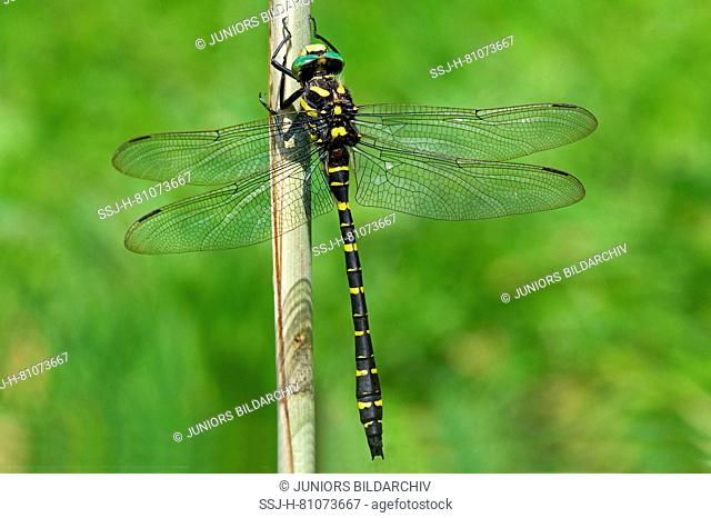 Golden-ringed Dragonfly (Cordulegaster boltoni) resting on reed stalk. Germany