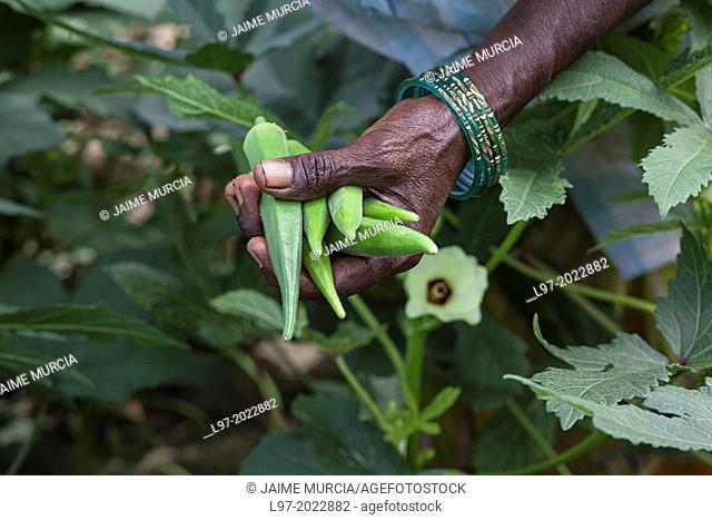 Hand holding Okra (lady fingers) being harvested, India