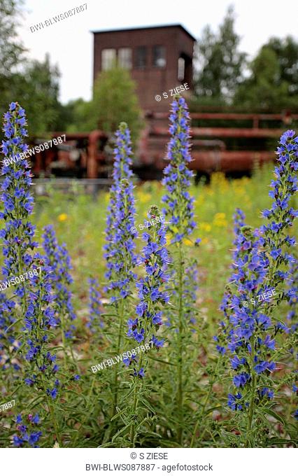 blueweed, blue devil, viper's bugloss, common viper's-bugloss Echium vulgare, industrial nature on the former coking plant Hansa, Germany