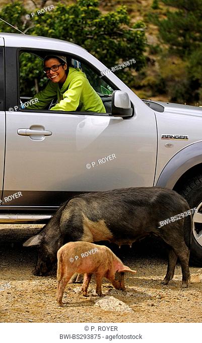 domestic pig (Sus scrofa f. domestica), free-range pigs on the road next a car, France, Corsica