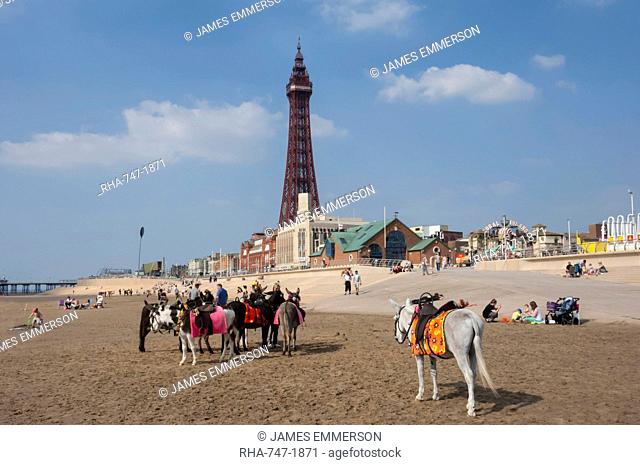 Blackpool Tower, donkeys on the beach, Blackpool, Lancashire, England, United Kingdom, Europe