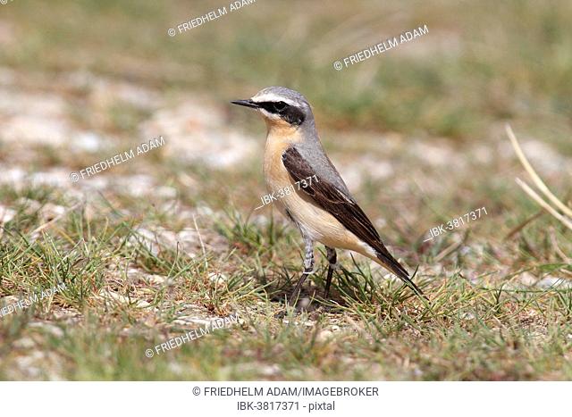 Northern Wheatear (Oenanthe oenanthe), male on the ground, Burgenland, Austria