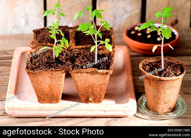 Junge Tomatenpflanzen in Anzuchttöpfen auf Holz