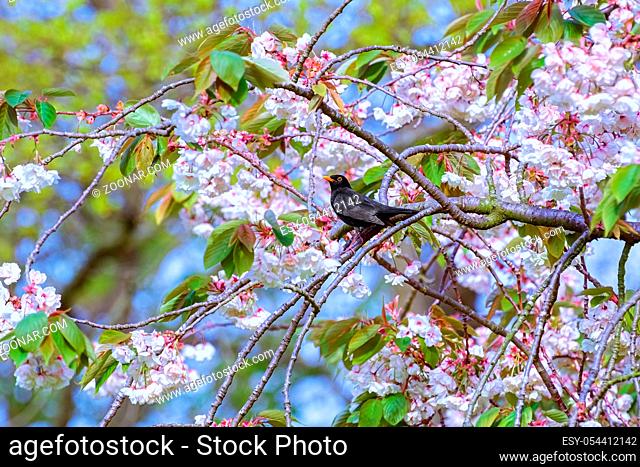 Common blackbird on a branch of sakura