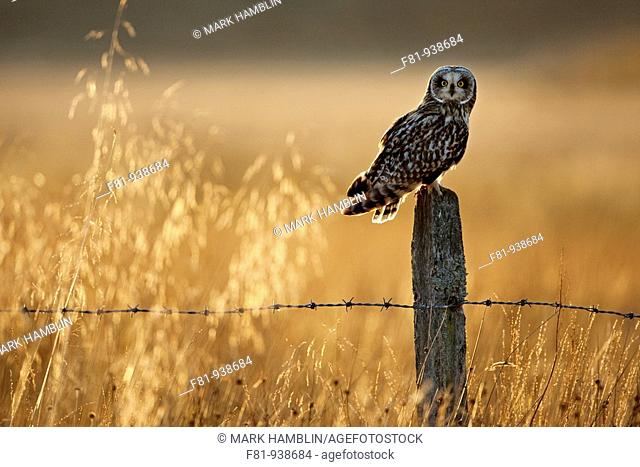 Short-eared owl Asio flammeus perched on old post in late evening light  Scotland  October 2009