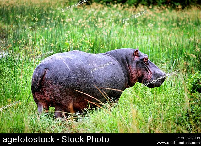 Flusspferd im Queen Elizabeth Nationalpark, Uganda (Hippopotamus amphibius) | Hippo at Queen Elizabeth National Park, Uganda (Hippopotamus amphibius)