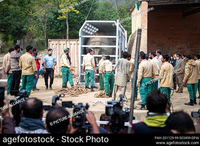 29 November 2020, Pakistan, Islamabad: Helpers prepare the elephant Kaavan for its journey to Cambodia. Photo: Arne Immanuel Bänsch/dpa