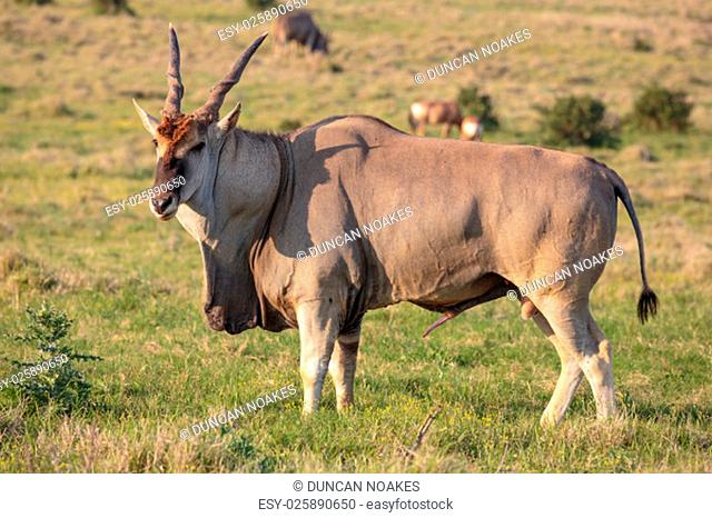 Huge male Eland antelope in breeding condition