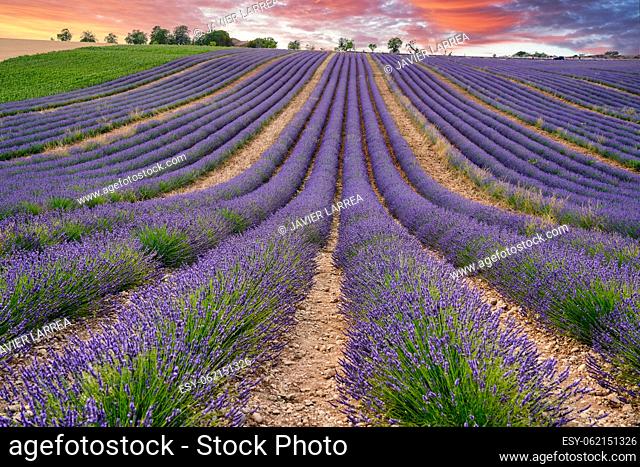 Lavender is a perennial plant that blooms from late June to mid-August, and is well known for its distinctive scent. The Provence region of France is the...