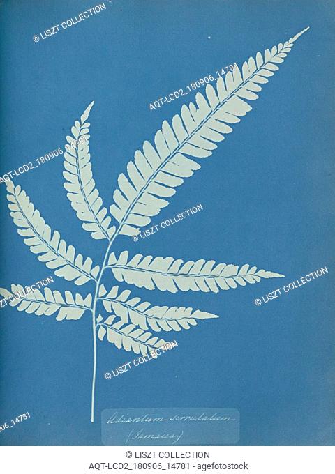 Adiantum serrulatum, Jamaica; Anna Atkins (British, 1799 - 1871); England; 1853; Cyanotype; 25.4 × 19.4 cm (10 × 7 5, 8 in.)