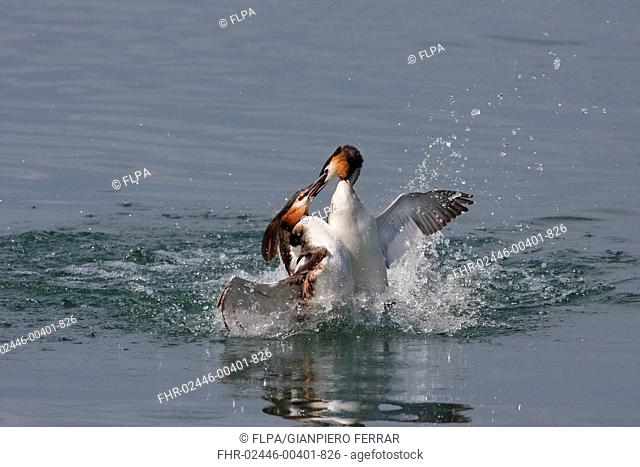 Great Crested Grebe Podiceps cristatus two adult males, fighting during territorial dispute, on freshwater lake, Switzerland, april