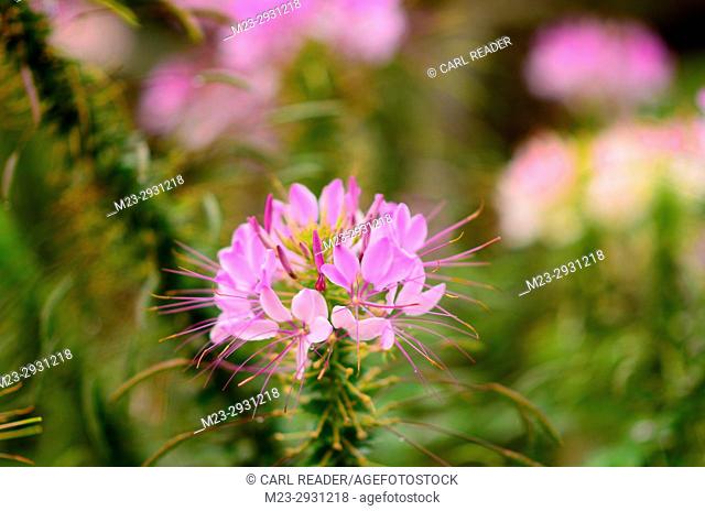 A very soft focus closeup of a cleome flower, Pennsylvania, USA