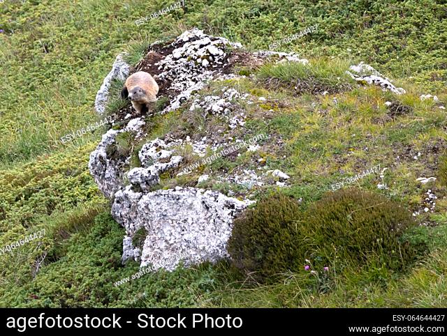 The Alpine Marmot (Marmota marmota) in the Dolomites, Italy