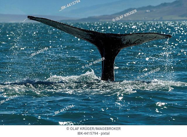 Tail, flukes, diving humpback whale (Megaptera novaeangliae), Eyjafjörður, Iceland