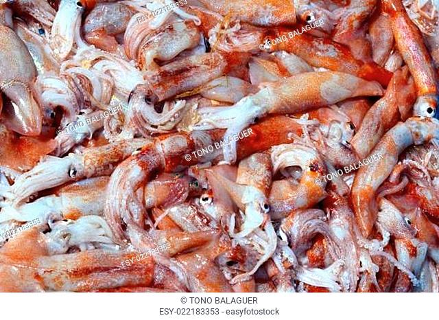 Totena squid Ommastrephes sagittatus seafood