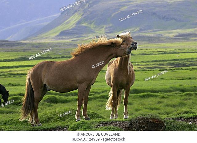 Islandic Horses Iceland