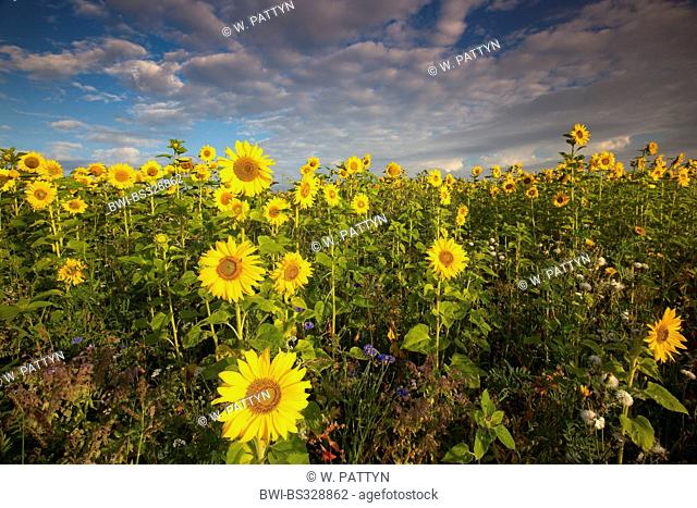 common sunflower (Helianthus annuus), sunflower field, Netherlands