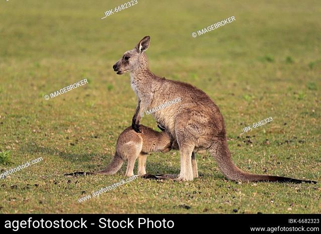 Eastern grey kangaroo (Macropus giganteus), adult, female, juvenile, looking into pouch, on grassland, Maloney Beach, New South Wales, Australia, Oceania