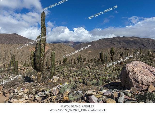 Cacti (Opuntia sulphurea) flowering at the fortress of Tilcara (Pucar