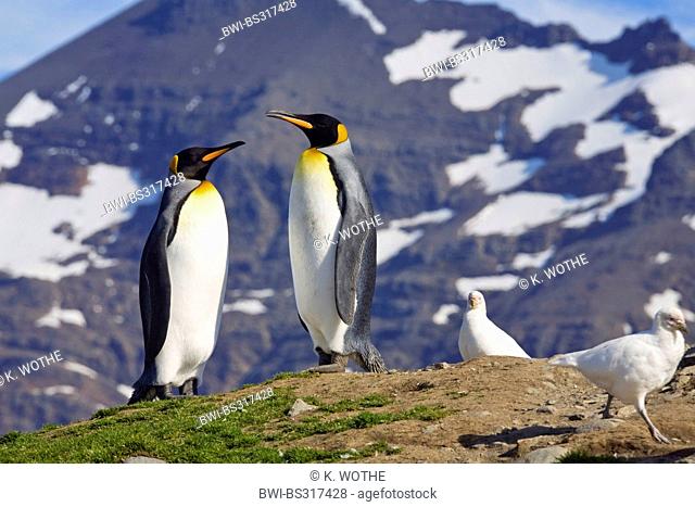 king penguin (Aptenodytes patagonicus), with Sheathbill; Chionis alba, Suedgeorgien