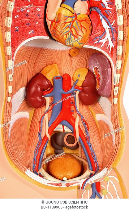 ANATOMY, URINARY TRACT<BR>Model of the internal anatomy of the trunk of an adult human body of indeterminate sex, anterior view