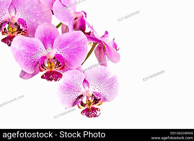 horizontal orchid arrangement