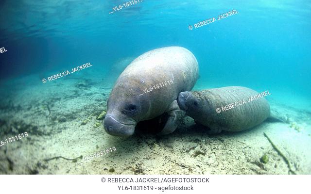 West Indian Manatee: Filmed on location at Crystal River National Wildlife Refuge, Crystal River, Florida courtesy of the U S  Fish and Wildlife Service