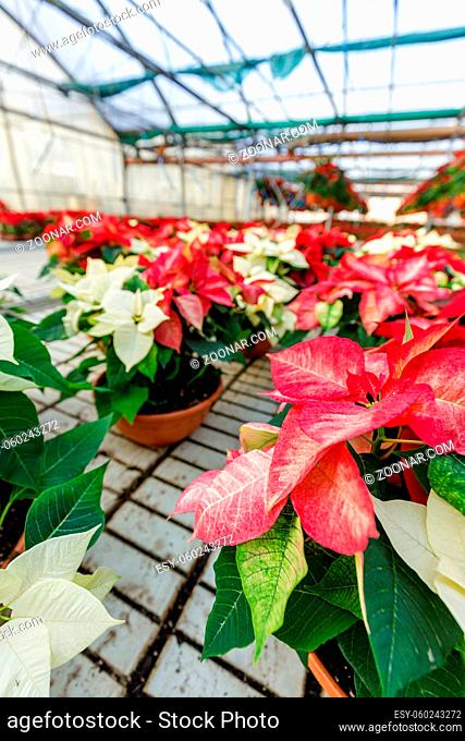 Close up of red poinsettia plants in pots in a greenhouse. Horticulture concept with sell ready flowers