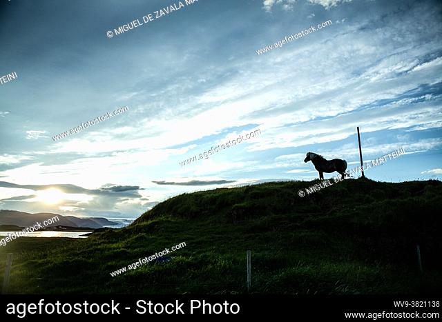 Iceland, Silhouette of a Pony Horse at sunset on a mountain