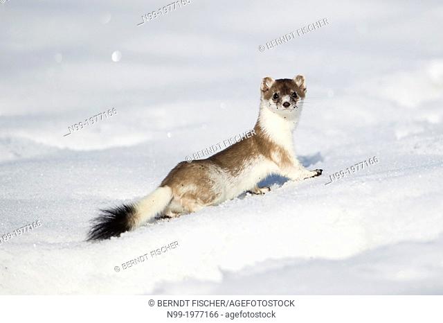 Stoat (Mustela erminea) at the end of winter , changing the white winter coat in brown summer coat, Bavaria, Germany