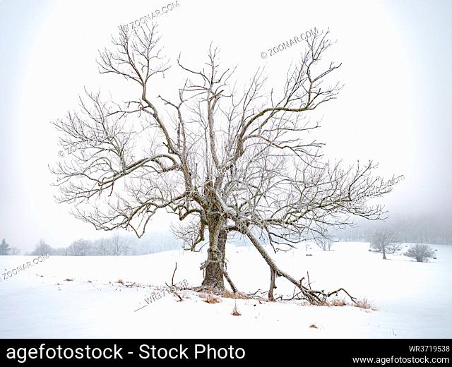 Old tree in silent winter landscape. Snowy field, hazy winter scene